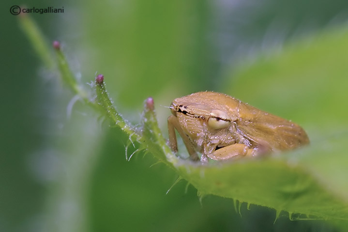Philaenus spumarius  e Cicadellidae